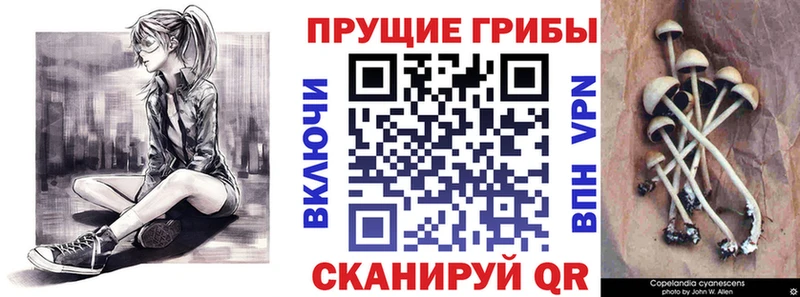 закладка  hydra ссылки  Псилоцибиновые грибы Cubensis  Гороховец 